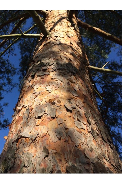 Сосна звичайна на штамбі кора
